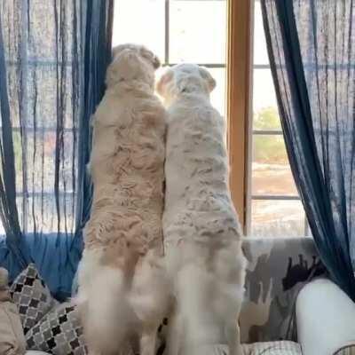 Synchronized happy tails