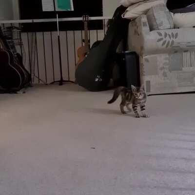 Her first time in this area and she got to spook zoomies