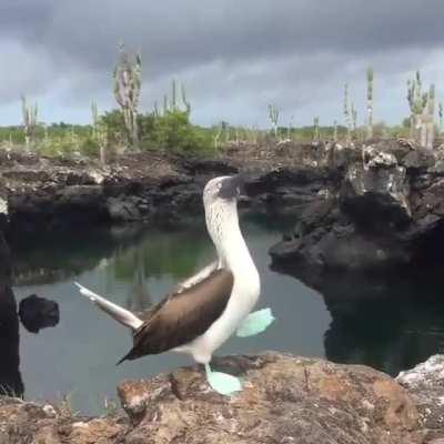 A Blue-footed Booby proudly showing off their very impressive feet