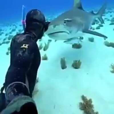 Face to face with a shark