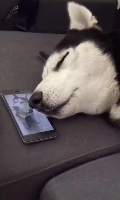 Howl even while sleeping