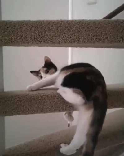 Crumble knows the fastest way up stairs