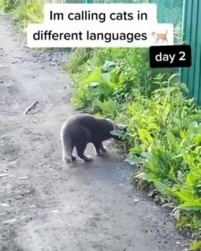 The German way of calling a cat