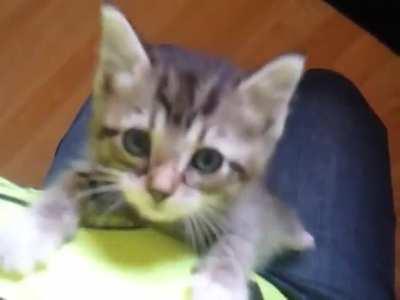 Pepper wants food right meow!