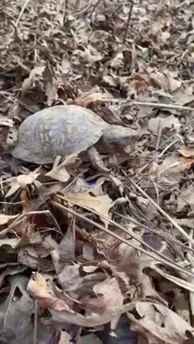 A turtle yawn might be the cutest thing I’ve ever seen