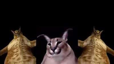 Welcum to the Floppa Rave