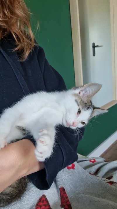 My sweet Flip back when he was a baby on the first day we brought him home