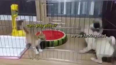 Kitty just wants to play