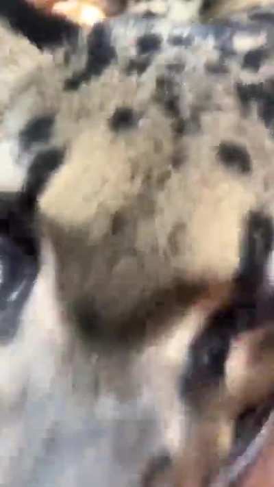 Cuddle leopard ❤️