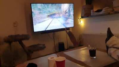 WCGW watching bird videos