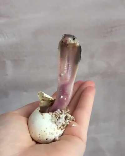 Newly-hatched baby King Cobra.