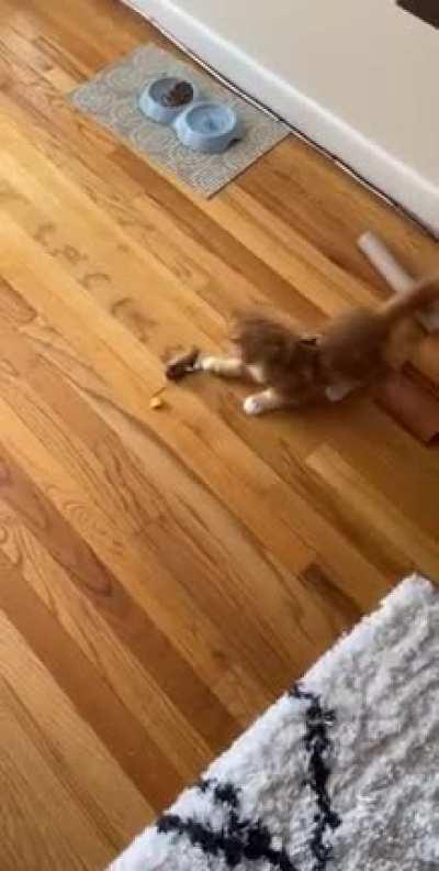 He Forgets His Harness Is On, Until He Remembers.