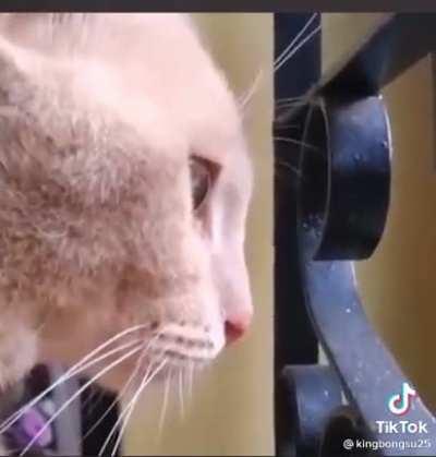 One of the most tragic event in animal history