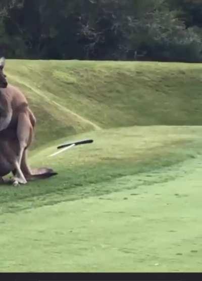 Kangaroos enjoying Joondalup Golf Course