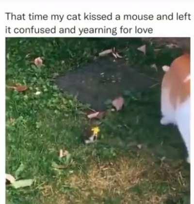 I'm just as confused as the rat