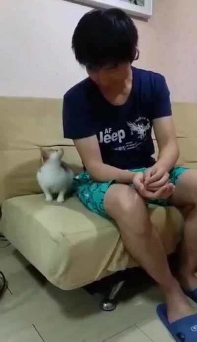 Magic trick with a cat
