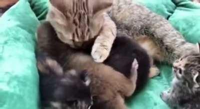This sweet mama cat adopted the most adorable baby otter…and it’s everything