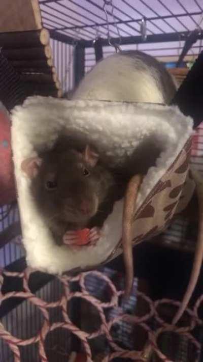 box is the happiest of rats