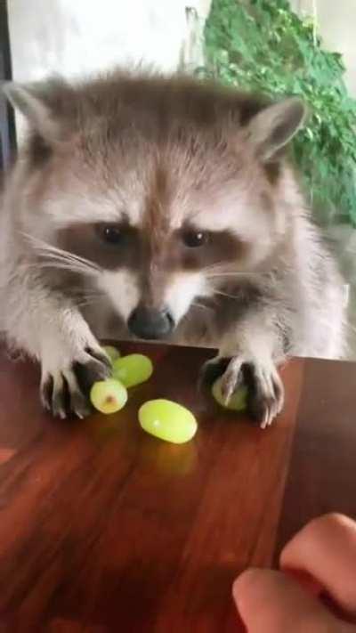 No touch! These are mine