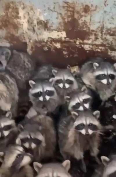 Славься Кей!