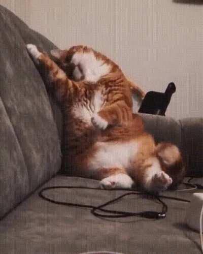 Тяжело котам. Вот так весь день - с утра до ночи, а ночью снова тыгдыкать пора.