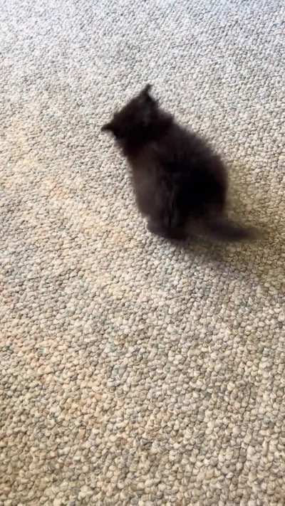 My teeny little foster void finally hit one pound today! Here she is fighting a carrot. 