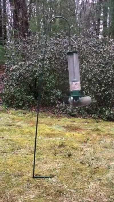 And the next contestant for the squirrel gymnastics championship is....