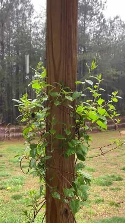 Loved the way the rain drops bounced off my Kiwi plant.