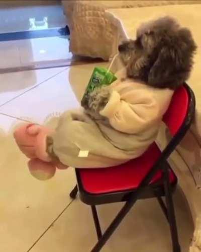 Doggos . Saw it on discord made me smile . It will make u too 😁😁