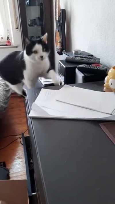 The king of yelling has returned. 🐱👑