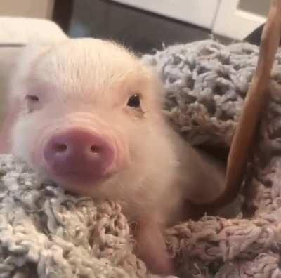 beautiful Pigs Relaxing ☺