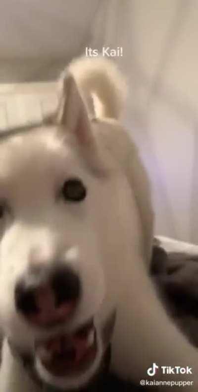 a very handsome boy demanding a walk (not oc.)