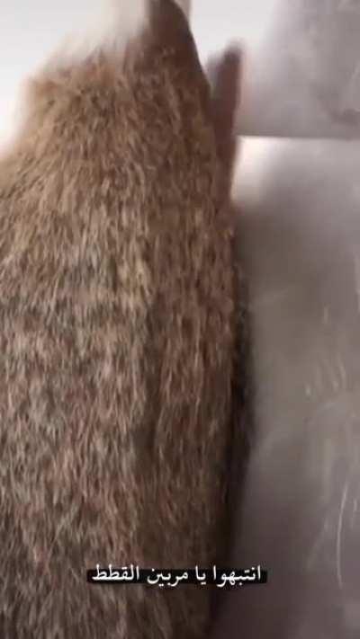 بره میم بیبی آریا روی موکا اجراش کنه ببینه