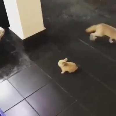 The terrifying bunny scares a fox