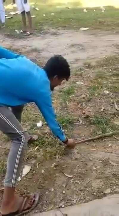 WCGW in Kissing King Cobra?!