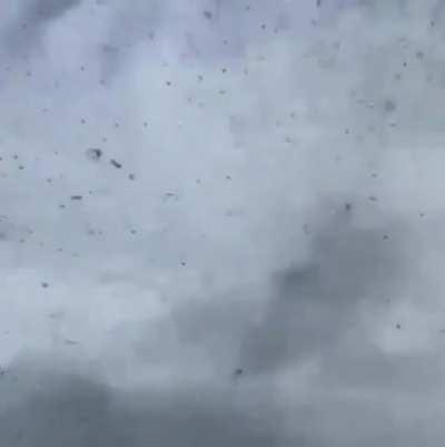 Russian mosquito season