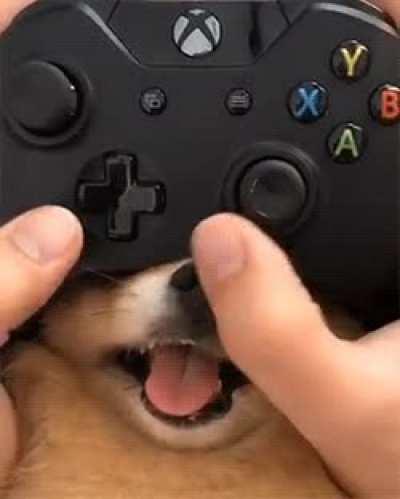 HeLplESS pUp gETs EyES goUgeD BY cRueL GAMeR