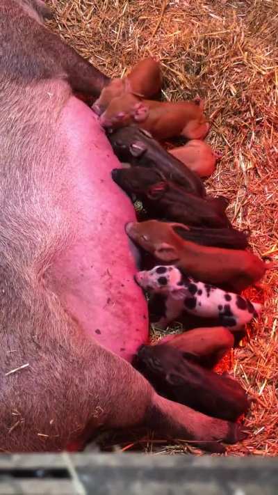Our moma pig gave birth