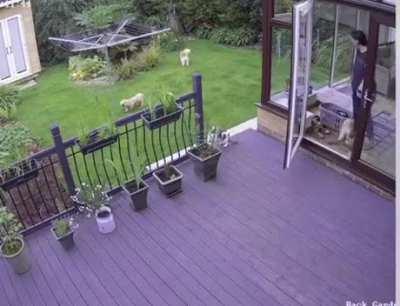 Cat shepherds uncooperative dogs in to house