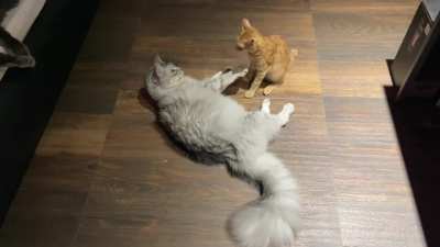 “I know you’re big, but I’m orange”