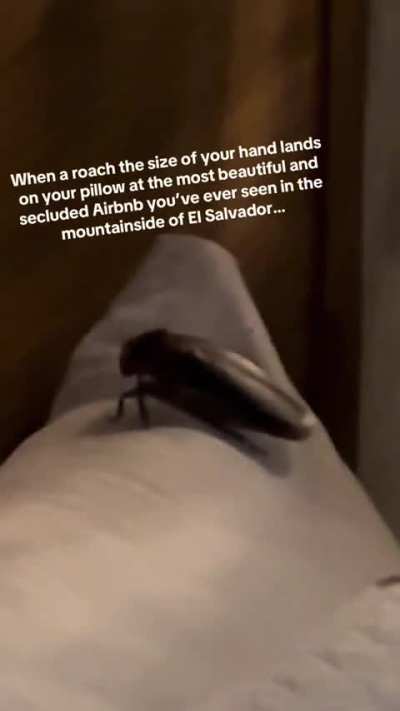 That is a big roach.