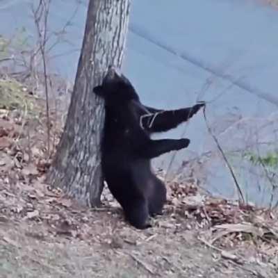 🔥 Dancing bear..
