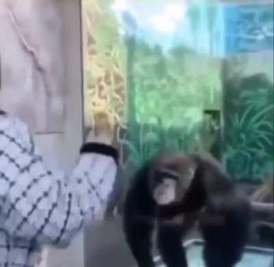 moment when a monkey is smarter than a human