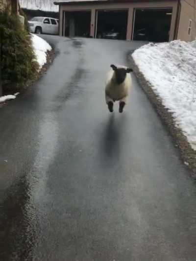 Do bouncy fluff balls count?