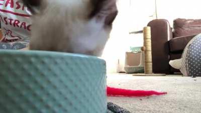 Big thanks to the mods for removing the karmabot’s repost. Here’s my original video of Grandma Sushi shouting “owa owa” whilst he eats