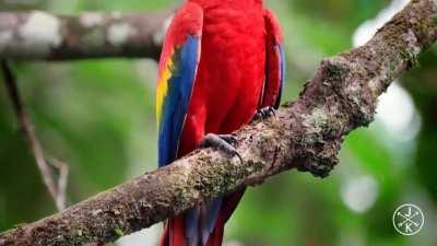 🔥 Colorful Fauna Of Costa Rica 🔥