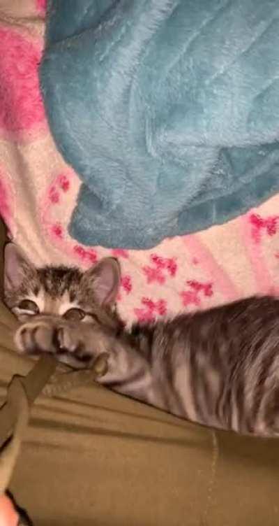 Standard Issue Terror: Smol Predator.