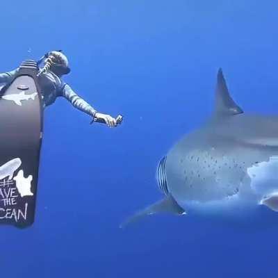 20 ft Great White lets woman swim alongside and pet it’s fin