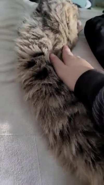 My friend's new kitten has the best mrrps