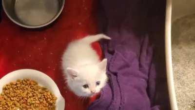 1st night fostering this 5wk old and she woke us up at 3am with her yelling